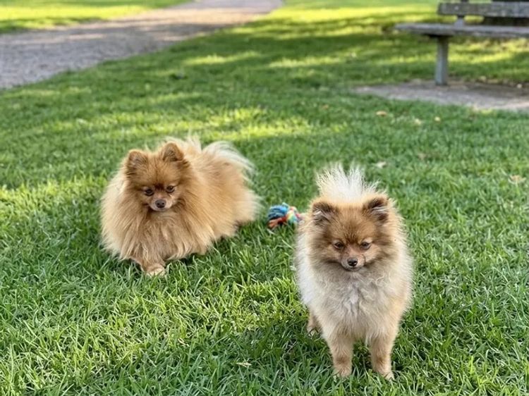 Pomeranians Australia