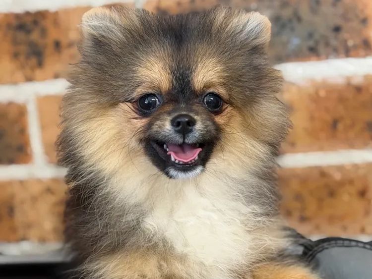 Pomeranians Australia
