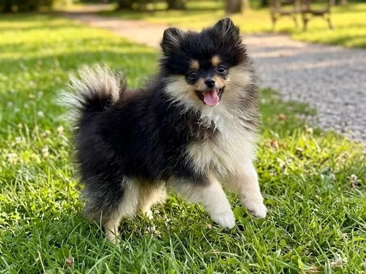 Pomeranians Australia