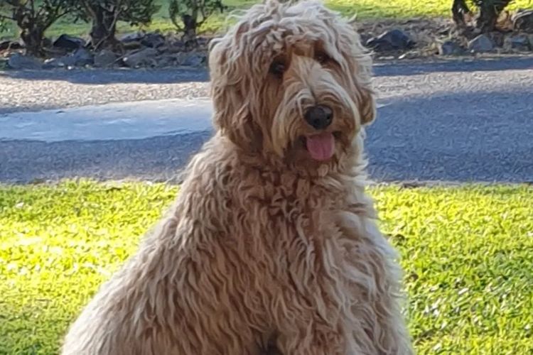 Charming Meka Australian Cobberdogs