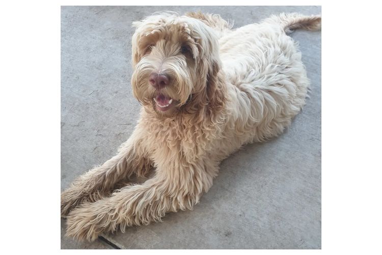 Charming Meka Australian Cobberdogs