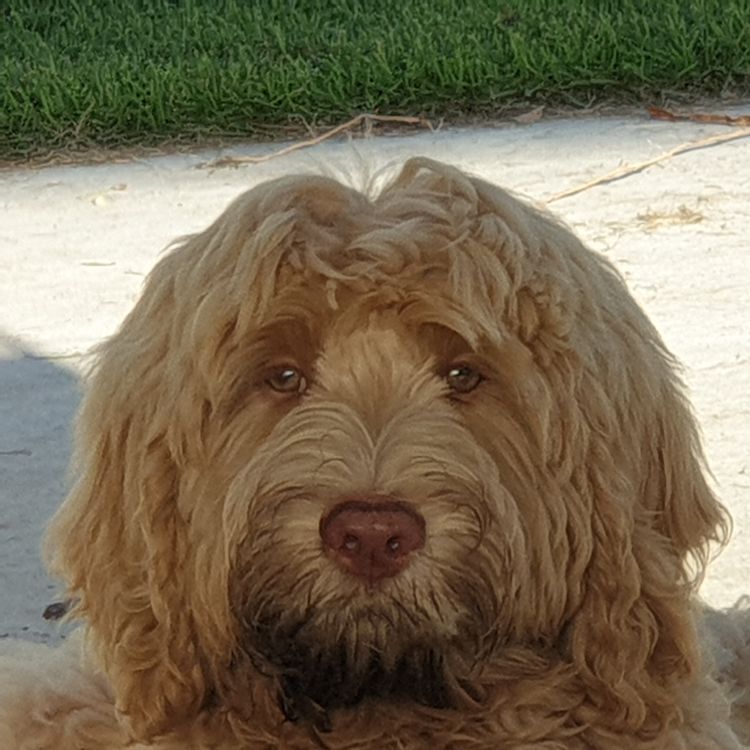 Charming Meka Australian Cobberdogs