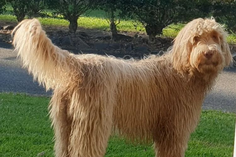 Charming Meka Australian Cobberdogs