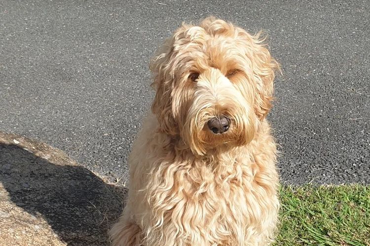 Charming Meka Australian Cobberdogs