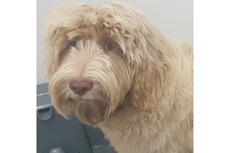 Charming Meka Australian Cobberdogs