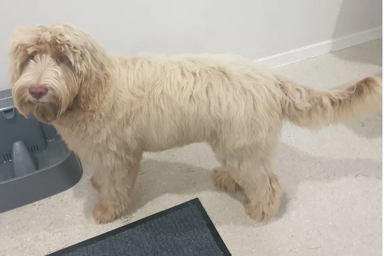 Charming Meka Australian Cobberdogs