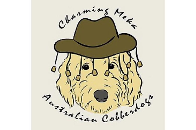 Charming Meka Australian Cobberdogs