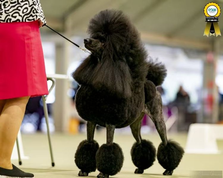 DAYTOY Poodle