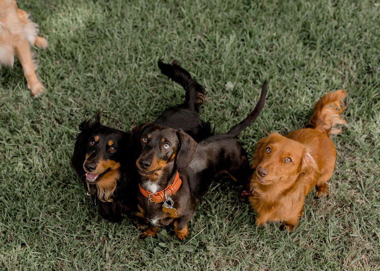 Darling Dachshunds