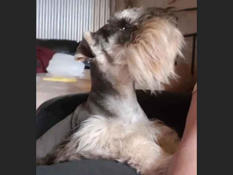 Carol’s Schnauzers