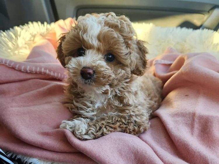 Luxe Toy Poodles