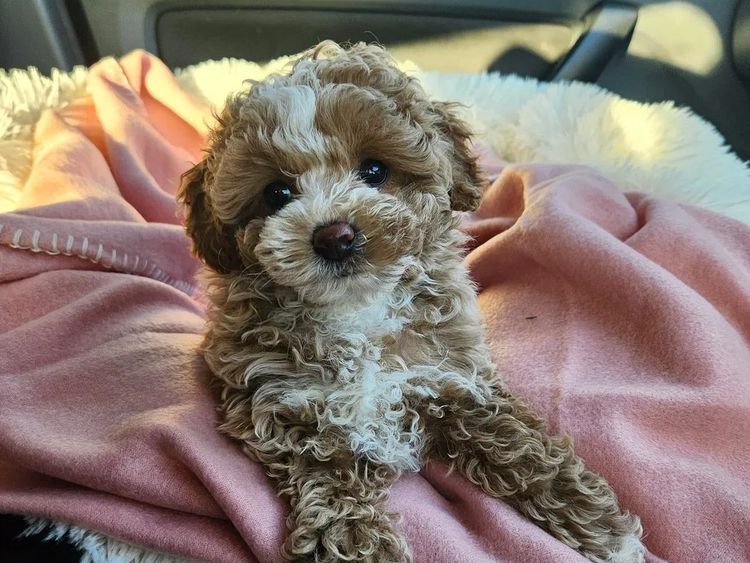 Luxe Toy Poodles