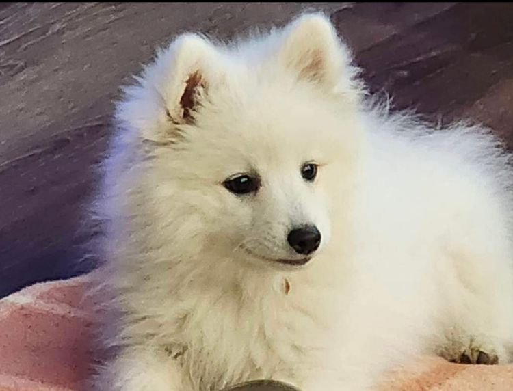 Alorah Japanese Spitz