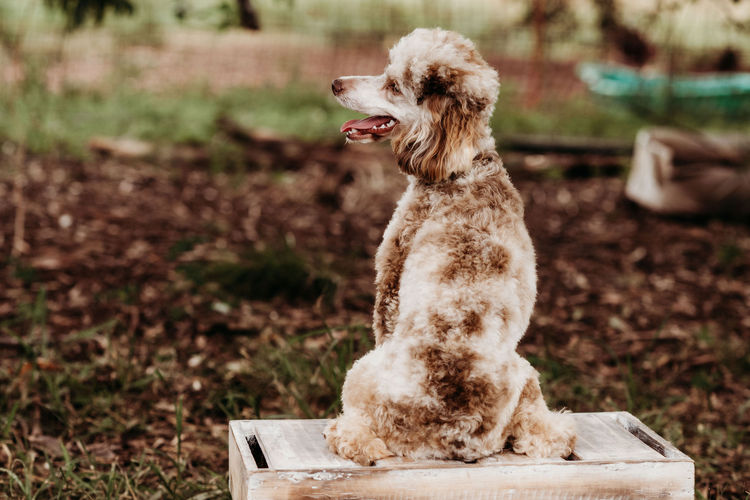 Ula'ree Toy Poodles