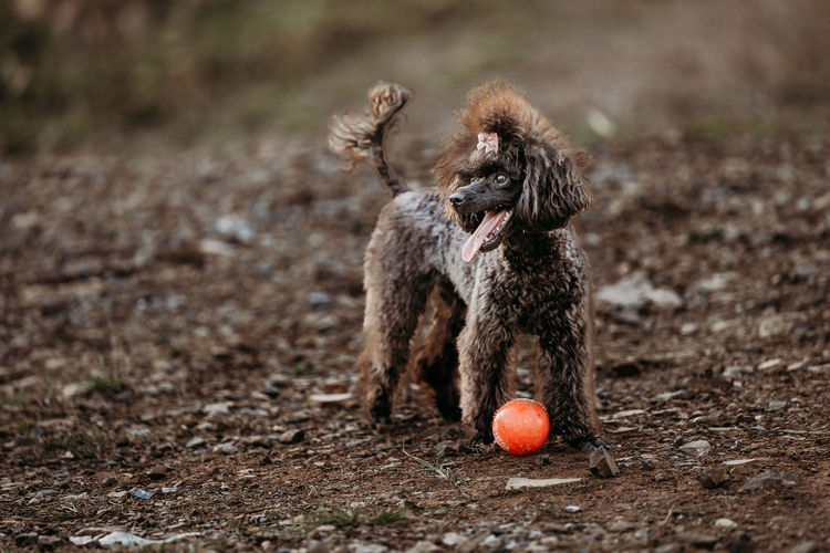 Ula'ree Toy Poodles