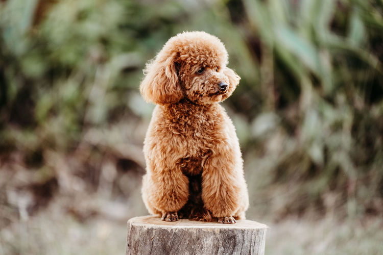 Ula'ree Toy Poodles