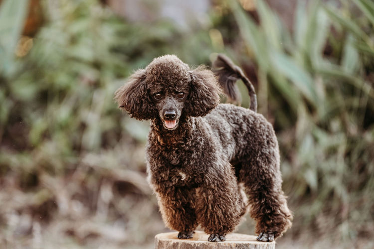 Ula'ree Toy Poodles