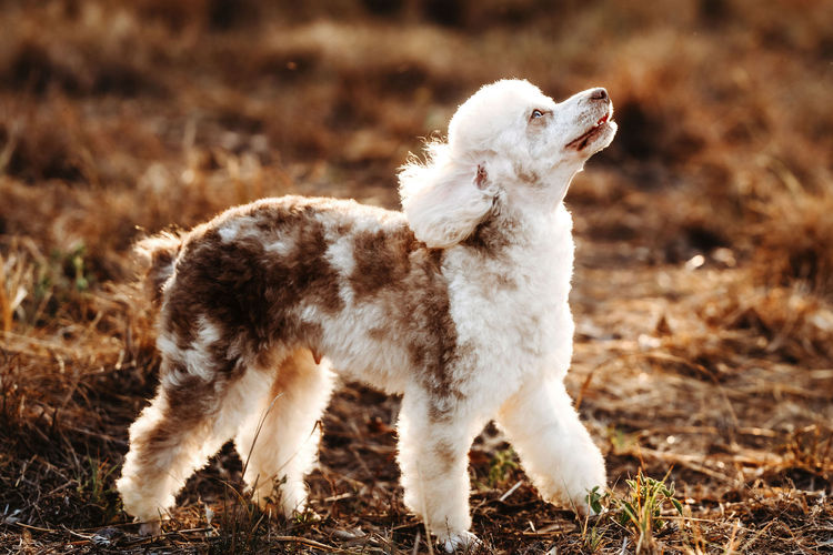 Ula'ree Toy Poodles