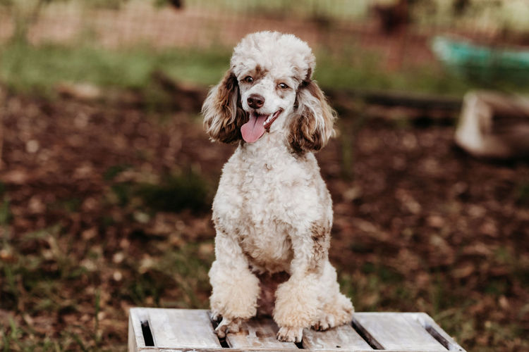 Ula'ree Toy Poodles