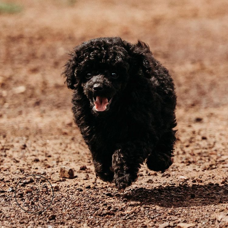 Ula'ree Toy Poodles