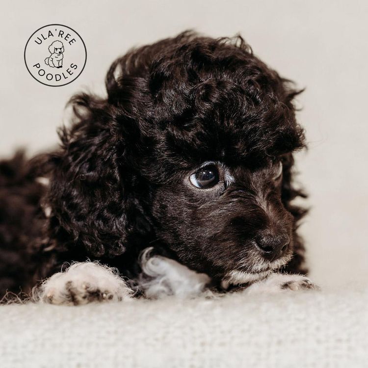 Ula'ree Toy Poodles
