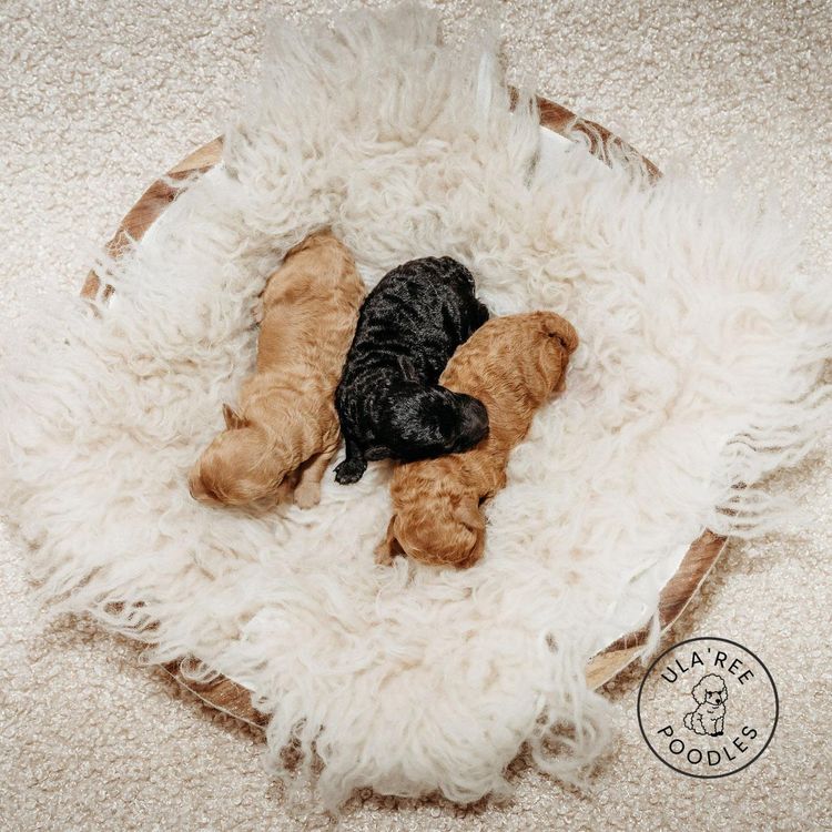 Ula'ree Toy Poodles