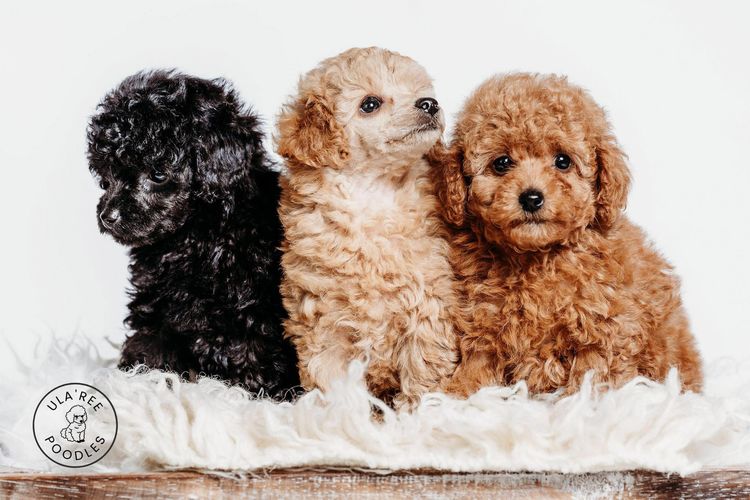 Ula'ree Toy Poodles