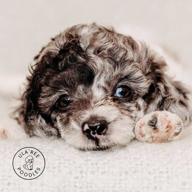 Ula'ree Toy Poodles