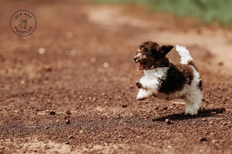 Ula'ree Toy Poodles