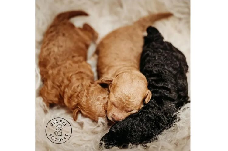Ula'ree Toy Poodles