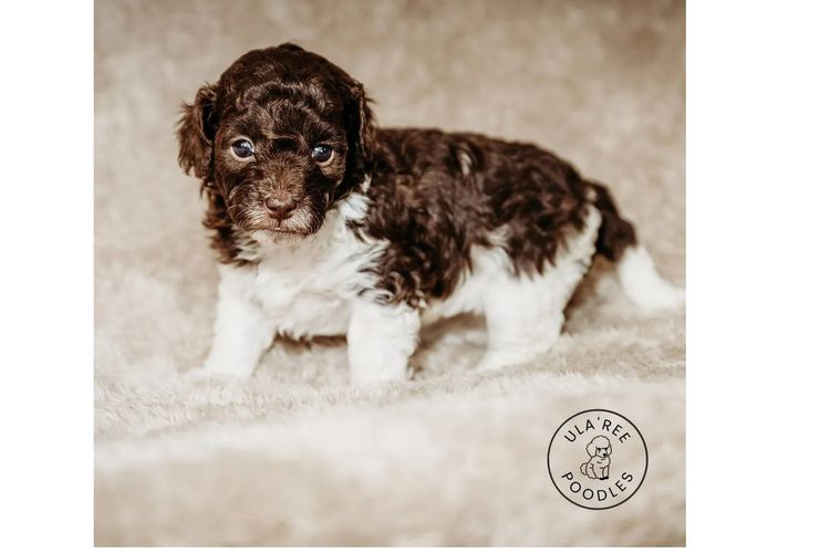 Ula'ree Toy Poodles