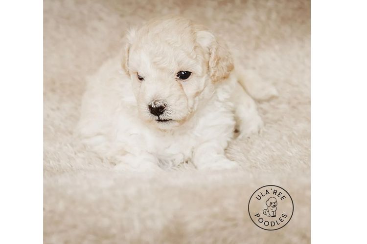 Ula'ree Toy Poodles
