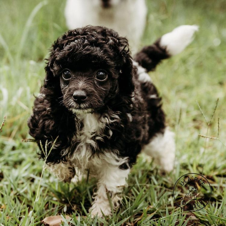 Ula'ree Toy Poodles