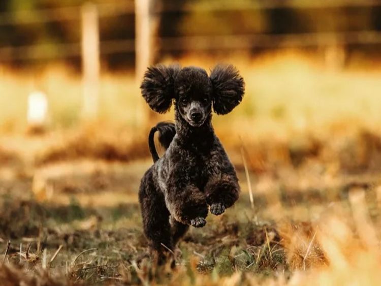Ula'ree Toy Poodles