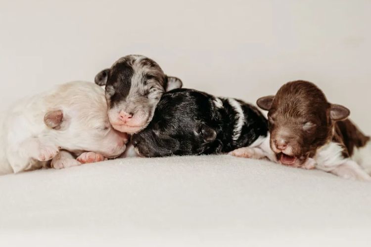 Ula'ree Toy Poodles