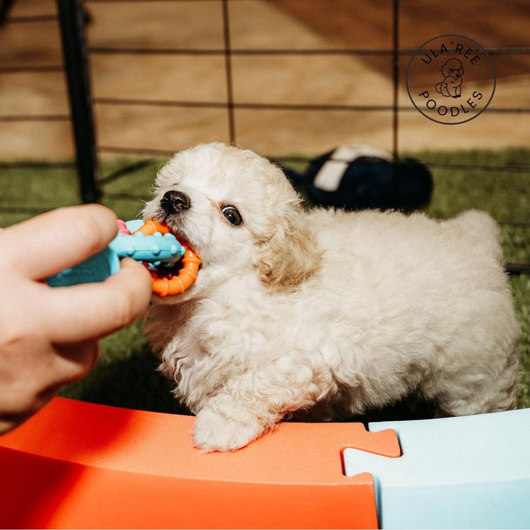 Ula'ree Toy Poodles