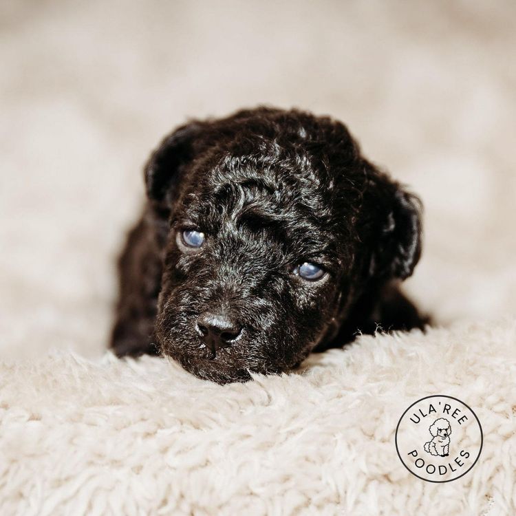 Ula'ree Toy Poodles