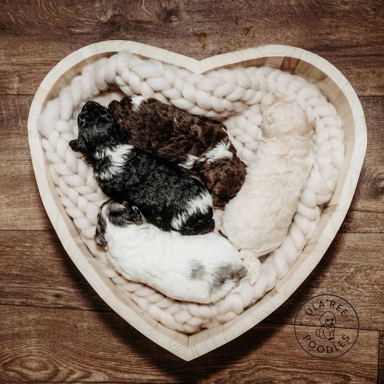Ula'ree Toy Poodles