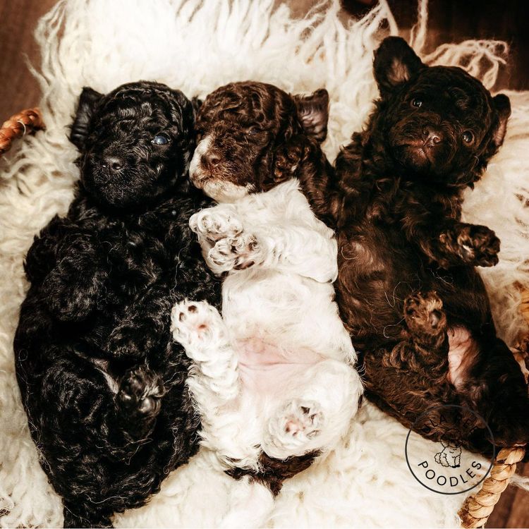 Ula'ree Toy Poodles