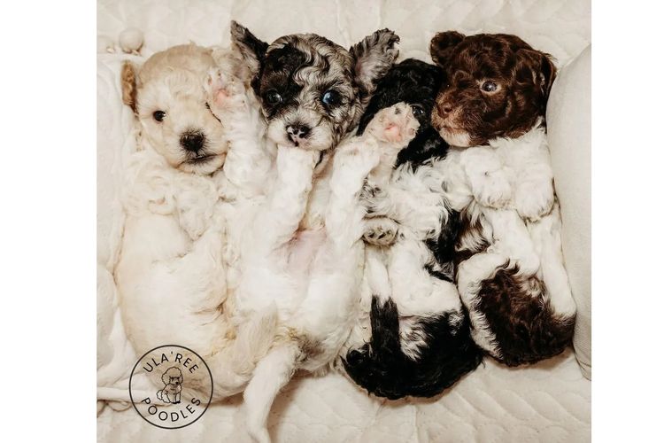 Ula'ree Toy Poodles
