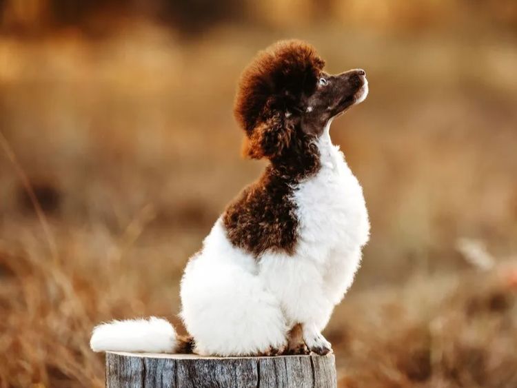 Ula'ree Toy Poodles