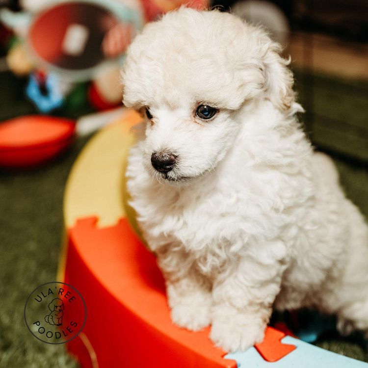 Ula'ree Toy Poodles