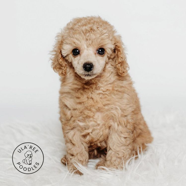 Ula'ree Toy Poodles