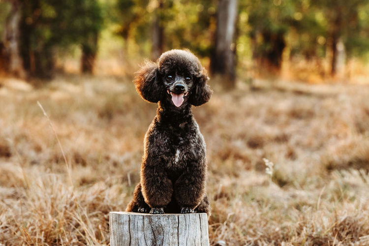 Ula'ree Toy Poodles
