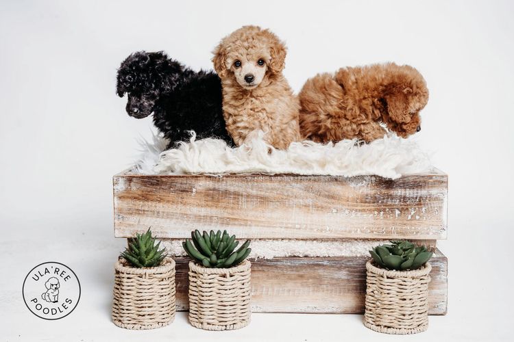 Ula'ree Toy Poodles