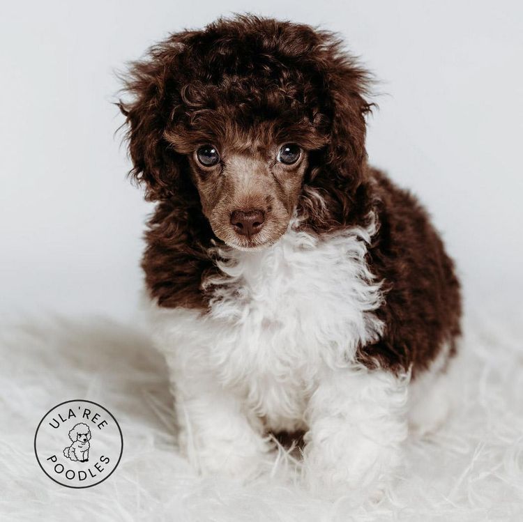 Ula'ree Toy Poodles