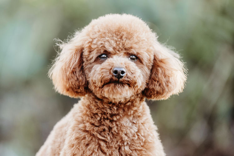 Ula'ree Toy Poodles