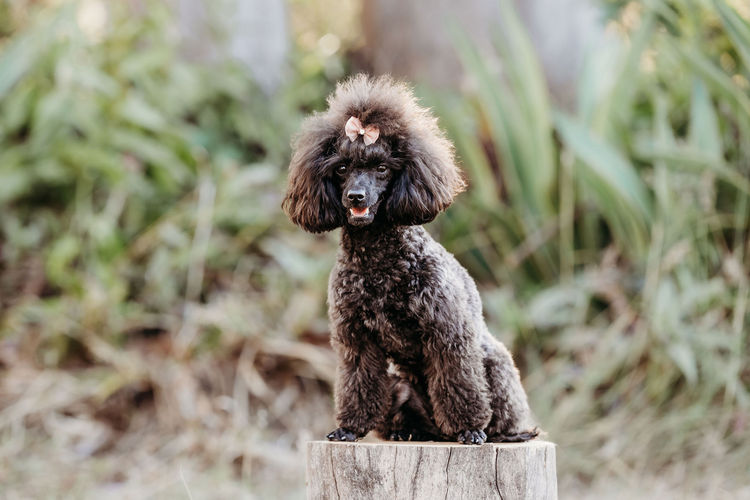 Ula'ree Toy Poodles