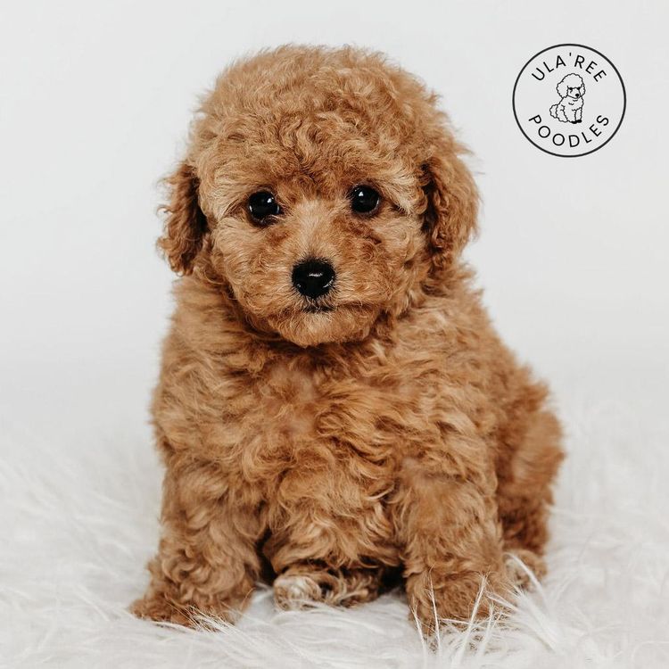Ula'ree Toy Poodles