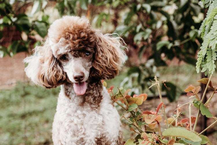 Ula'ree Toy Poodles